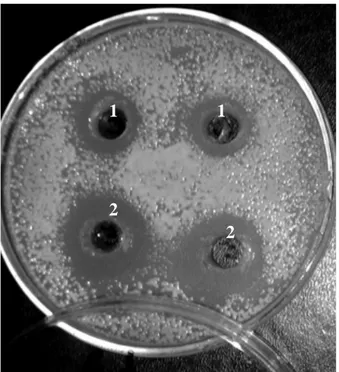 Figura 6 - Fotografia de placa com ágar MPL mostrando o efeito antimicrobiano do  sobrenadante livre de células (1) e sobrenadante livre de células concentrado (2) de  La-5 sobre Cryptococcus albidus