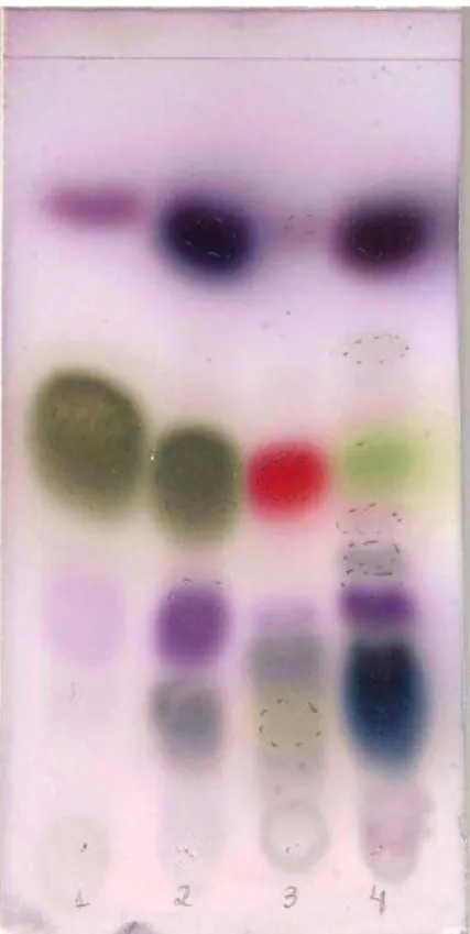Figura 10. Placa cromatográfica dos óleos essenciais  E. caryophyllata (1), O. tenuiflorum (2),   O