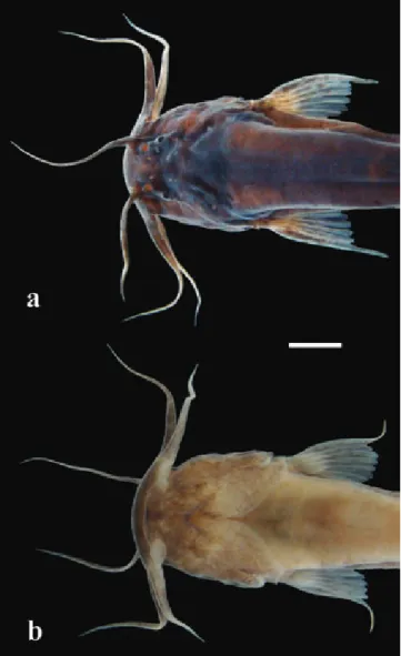 Fig. 2. Ituglanis ina, MPEG 19613, holotype; (a) dorsal and (b) ventral view of the head