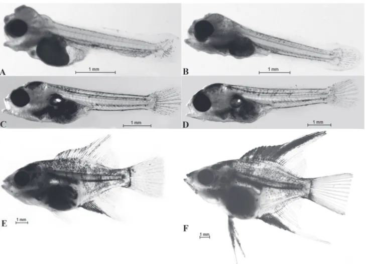 Fig. 7. Larvae of Pterophyllum scalare. A) The 3-days-old larva, reabsorption of the yolk sac in a larva, the movable mandible, open alimentary canal; B) The 5-days-old larva - content of yolk sac reabsorbed, development of arches and gill filaments; C) Th