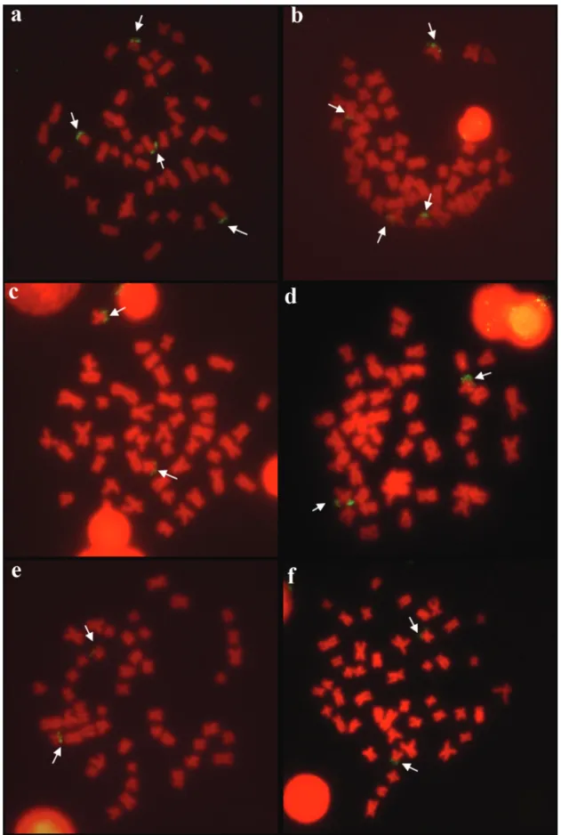 Fig. 3. Somatic metaphases after fluorescent in situ hybridization (FISH) with 5s rDNA probes