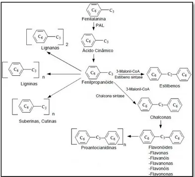 Figura 1 – Biossíntese geral dos compostos fenólicos nas plantas. 