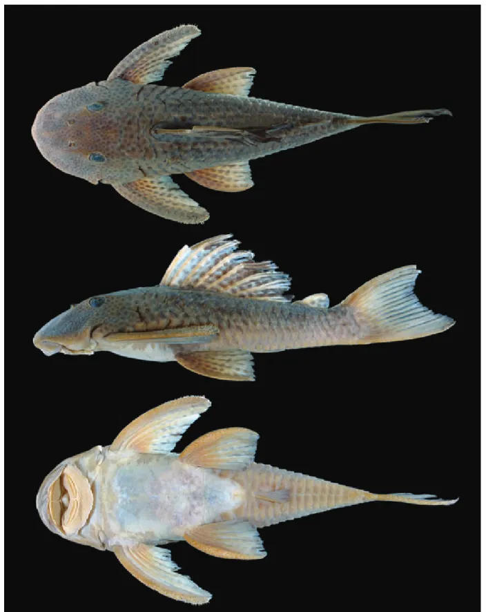 Fig. 1. Hypostomus kuarup, holotype, MZUSP 109765, 157.0 mm SL: Brazil, Mato Grosso, Campinápolis, rio Culuene.