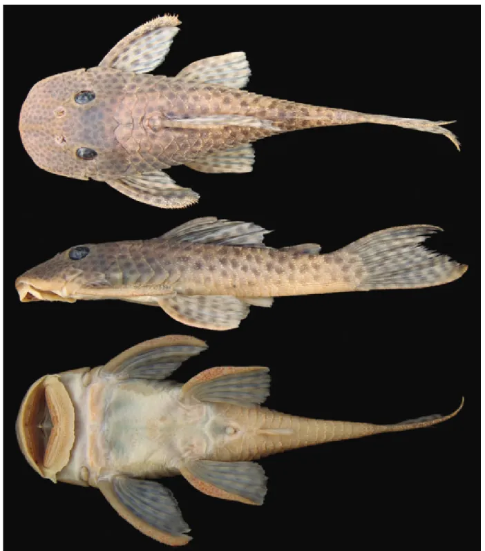 Fig. 7. Hypostomus mutucae, NUP 6641, 109.2 mm SL: Brazil, Mato Grosso, rio Paraguay basin, rio Claro.