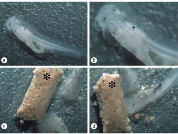 Fig. 5. Macroscopic aspects of larval development of Steindachneridion parahybae. a-b) cannibalism among the S