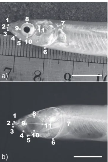Table 2. Feeding, size, and time of captivity of juvenile Odontesthes hatcheri. Performed analyses (Relative warps, RW), comparisons (Discriminant analysis, DA), and number of individuals (N) are indicated.