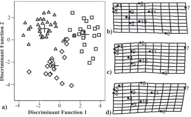 Fig. 8. a) Discriminant function 1 versus discriminant function 2 for head shape of just captured individuals (squares), individuals fed with Tubifex sp