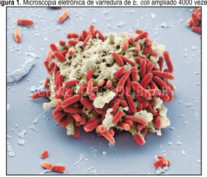 Figura 1. Microscopia eletrônica de varredura de E. coli ampliado 4000 vezes. 
