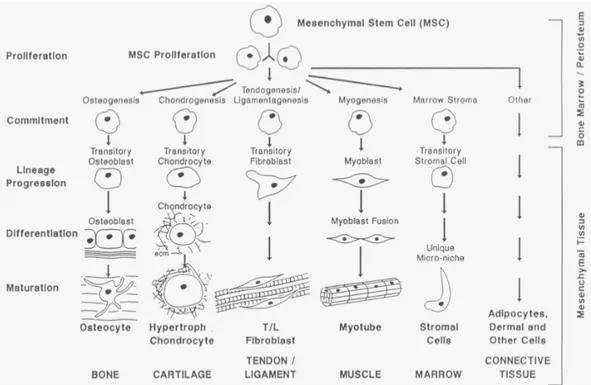 Figura 3.8 O processo mesengênico. As MSC (células-tronco mesenquimais) têm potencial   para se diferenciar em uma variedade de tecidos