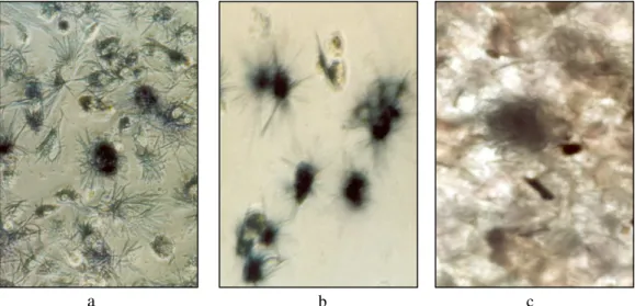 Figura 5.1 Teste preliminar de citotoxicidade da quitosana Herbarium - Ensaio MTT.                           a) Grupo 1 (controle): Células em meio de cultura (20x1,5); 