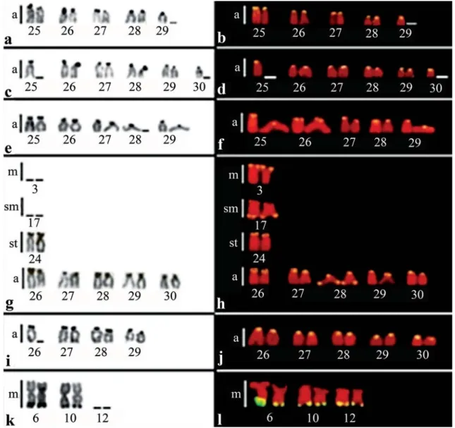 Fig. 2. Partial karyotypes of Serrasalmidae species showing Ag-NORs (left side) and 18S rDNA sites (right side): a-b) Serrasalmus elongatus; c-d) Serrasalmus maculatus;  e-f) Serrasalmus cf