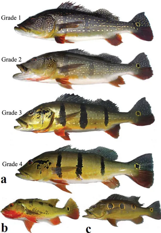 Fig. 1. a) Four defined color pattern grades in Cichla temensis used to group live specimens in the field