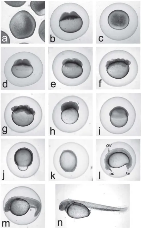 Fig. 1. Steromicroscopic images of fresh oocytes (a; 1.6 mm in diameter), eggs (b-k; ~2.4 mm in diameter), embryos (l-m; ~2.4 mm in diameter), and free embryo (l-n; 4.3 mm TL) of jahu in hatchery conditions