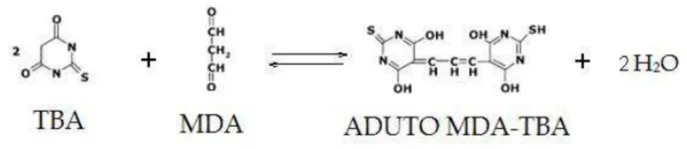 Figura 5. Reação do ácido tiobarbitúrico 3.6.2 Capacidade antioxidante no soro 