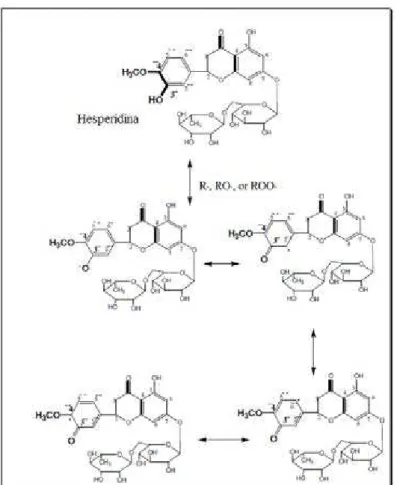 Figura 9. Mecanismo de ação proposto para a hesperidina 