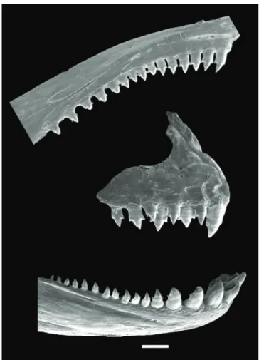 Fig. 5. Hollandichthys taramandahy, MCP 24621, paratype,  78.1 mm SL. Scanning electronic micrograph of the premaxilla  (middle) and of toothed portion of maxilla (top) and dentary  (bottom), right side