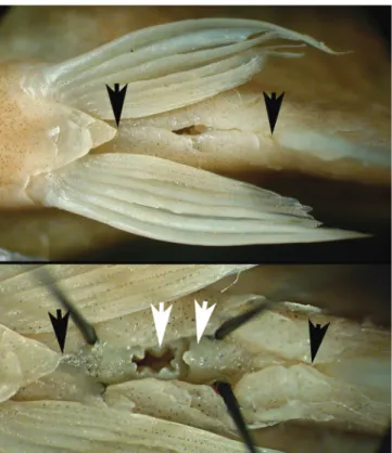 Fig. 9. Hollandichthys taramandahy , MCP 25273, paratype,  male, 79.4 mm SL. Ventral body cavity between the pelvic  and anal fins