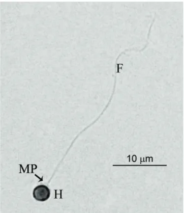 Fig. 1.  Fresh pejerrey spermatozoa stained with eosin. H: 