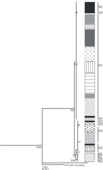 Fig. 4. Distance tree obtained by Neighbor-Joining method based on mitochondrial DNA control region of Jenynsia multidentata