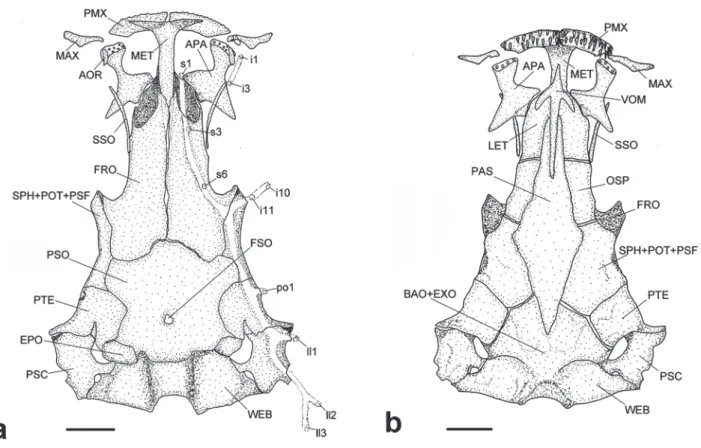 Fig. 2. Neurocranium and Weberian capsule of Ituglanis agreste, UFRN 38, 41.8 mm SL; a, dorsal view; b, ventral view.