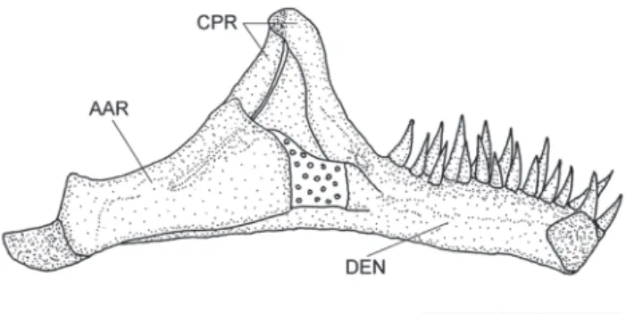 Fig. 5. Left  hyoid arch of Ituglanis agreste, paratype, UFRN 38, 41.8 mm SL. Ventral view