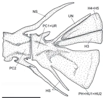 Fig. 8. Pelvic girdle of Ituglanis agreste, paratype, UFRN 38, 41.8 mm SL. Dorsal view