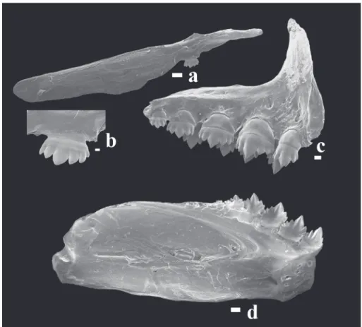 Fig. 2. Hyphessobrycon uaiso, paratype, DZSJRP 8731, 36.4 mm SL. Scanning electronic micrograph of lower and upper jaws in mesial view, left side: a