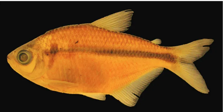 Fig. 1. Astyanax dissensus, new species, MCP 47000, 65.1 mm SL, holotype, arroio Candiota, rio Jaguarão drainage, Candiota, Rio Grande do Sul, Brazil.