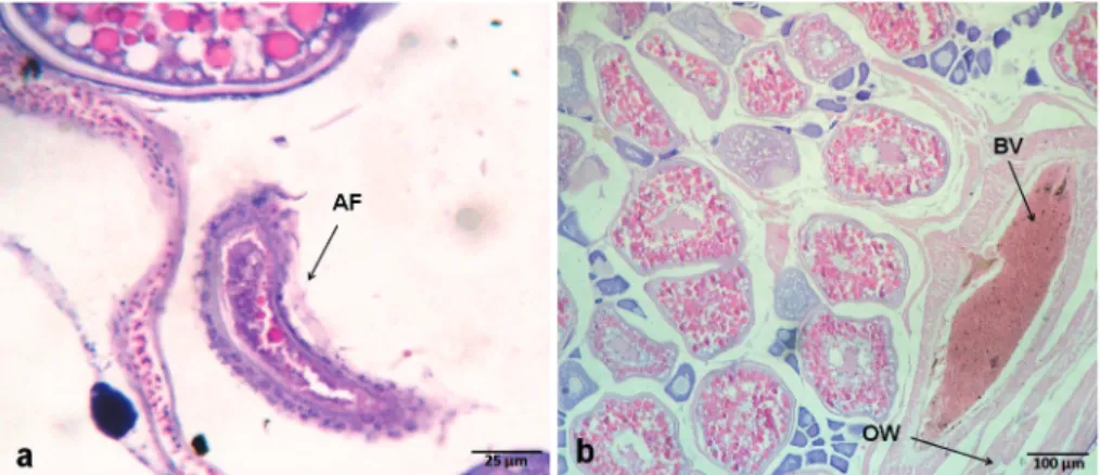 Fig. 3. Photomicrographs of germ cells and somatic structures of ovaries of black triggerfish caught in the São Pedro e São Paulo Archipelago, between January 2006 and May 2008