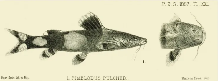 Fig. 10.  Original illustration of syntype of Rhyacoglanis pulcher showing entire specimen in lateral view and anterior portion  in dorsal view (modified from Boulenger, 1887).