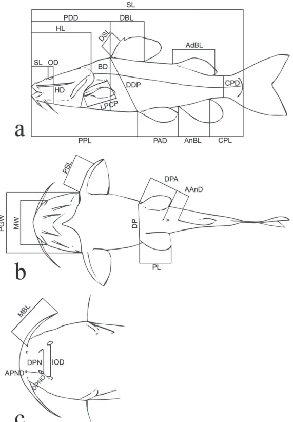 Fig. 1.  Landmarks  and  morphometrics  shown  on  a  schematic  Rhyacoglanis ;  a.   lateral;  b