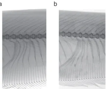 Fig.  4.  Radiographs  of  holotypes  of  two  Sternarchella  species  showing  condition  of  displaced  hemal  spines  at  posterior margin of body cavity