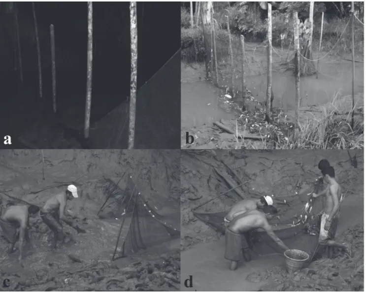 Fig. 2.  Sampling method applied to capture  Lithodoras dorsalis  at the Amazon River mouth, Brazil, from July 2010 to June  2011