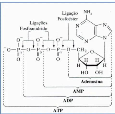 Figura  1  Representação  da  molécula  de  adenosina,  adenosina  monofosfato  (AMP),  adenosina  difosfato  (ADP)  e  adenosina  trifosfato  (ATP), (Costa, 1997)