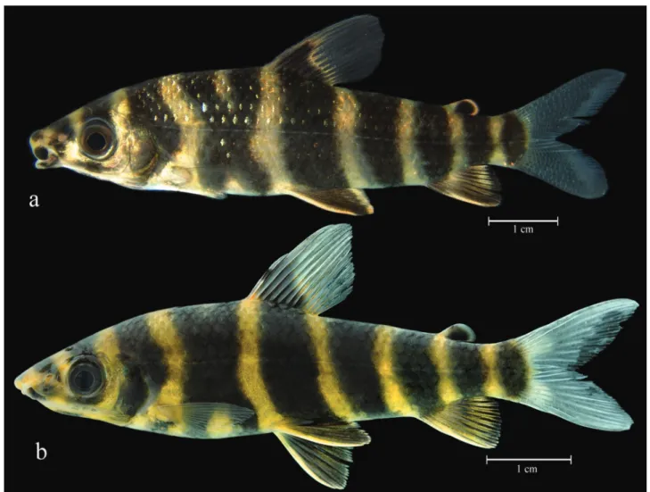 Fig. 6.  Live specimens of Leporinus villasboasorum:  (a)  MZUSP 91895, 70.2 mm SL, paratype, rio Culuene, Xingu basin in Brazil,  photographed by Leandro Sousa,  (b)  INPA 40080 , 56.0 mm SL, rio Xingu at Altamira, Brazil, photographed by Mark Sabaj.