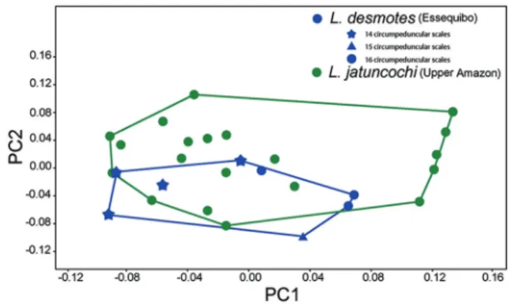 Tab. 5.  P-values for post-hoc Tukey’s pairwise comparisons  on the principal component scores from the linear  morphometrics for species of Leporinus