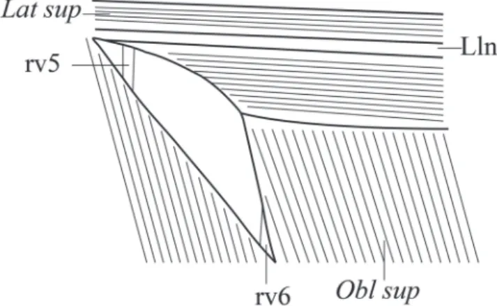 Fig. 9. Schematic drawing of the fibers of muscles that limit  the pseudotympanum in Galeocharax