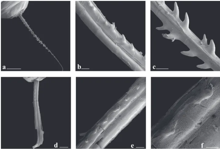 Fig. 10. Scanning electron microscope images of the second branched anal-fin ray of Galeocharax gulo, male, MZUSP 40901,  110.6 mm SL a.-c