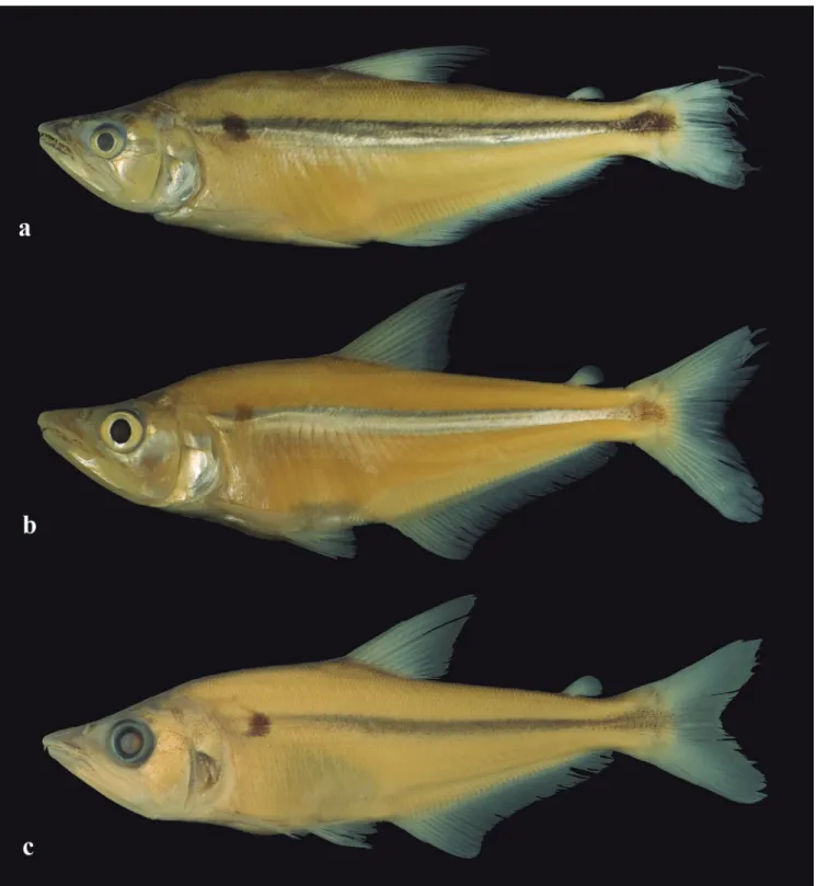 Fig. 13. Galeocharax gulo. a. MZUSP 110473, 148.2 mm SL. Peru, Huánuco, río Ucayali basin, río Huallaga; b