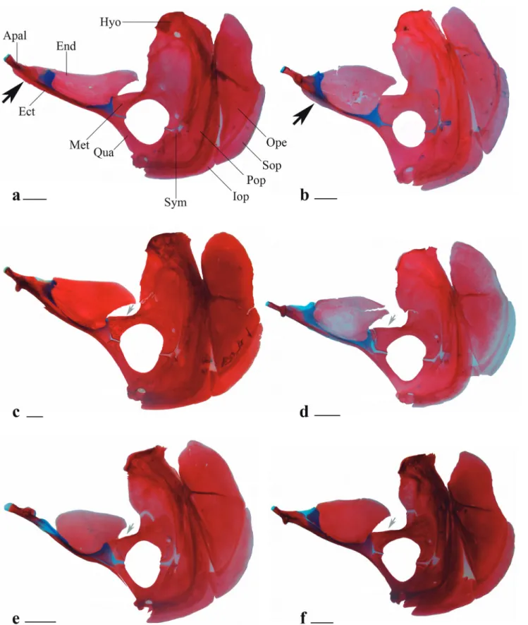 Fig. 3.  Hyopalatine arch and opercular series of  a. Acestrocephalus stigmatus , MZUSP 94216, 85.0 mm SL;  b