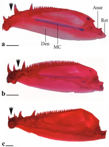 Fig. 4.  Lower  jaw  of  a. Cynopotamus xinguano,  MZUSP  94196, 97.9 mm SL; b. Acestrocephalus stigmatus, MZUSP  94216,  85.0  mm  SL  and  c