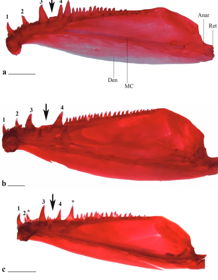 Fig. 7. Lower jaw of a. Galeocharax goeldii, UFRO-I 5468, 77.9 mm; b. G. gulo, MZUSP 62839, 127.2 mm SL and c