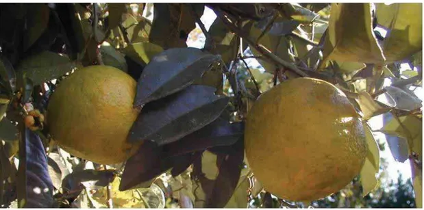 Figura 12) Foto de  Citrus aurantium