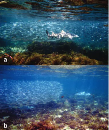 Fig. 3. a.  and b. Juvenile Negaprion brevirostris in site 1  seconds before striking a school of sardines