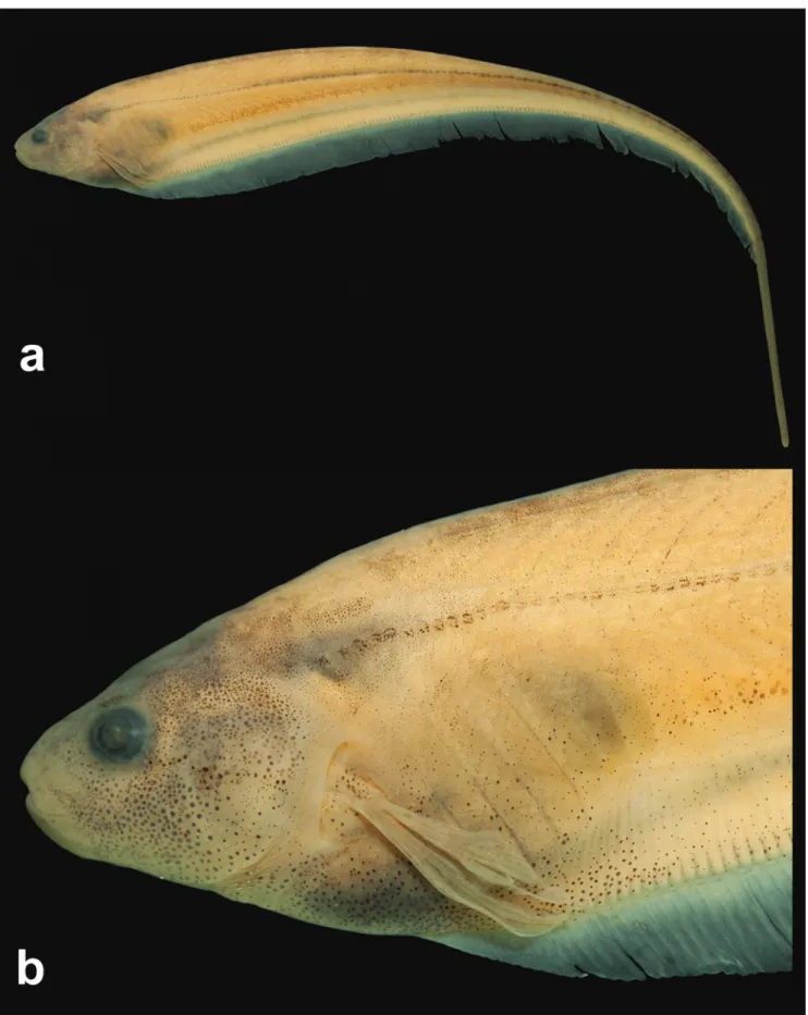 Fig. 1.  Holotype of Eigenmannia sayona, new species, MZUSP 96497, 131.8 mm LEA, Venezuela, Bolivar, Cedeño, río  Orinoco, río Parguaza, near the community of Puente Parhueña