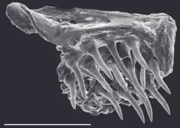 Fig. 3.  Scanning electron micrograph. Ventral view of left  premaxilla, showing the dentition pattern of Eigenmannia  sayona  (MZUSP 119711, paratype, 116.2 mm LEA)