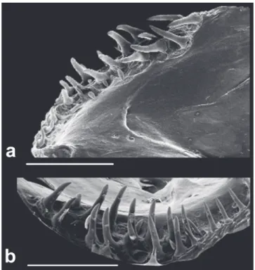 Fig. 4. Scanning electron micrographs. (a ) lateral view and  (b )  dorsal  view  of  right  dentary  of  Eigenmannia sayona  (MZUSP 119711, paratype, 116.2 mm LEA), showing the  dentition pattern