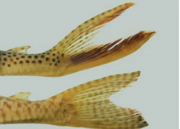 Fig. 5.  Lateral view of caudal fin illustrating the coloration: 