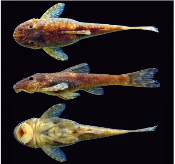 Fig. 10. Eurycheilichthys coryphaenus, new species, holotype, MCP 40665, 46.7 mm SL, female, Brazil, Rio Grande do Sul,  Tainhas, arroio Contendas.