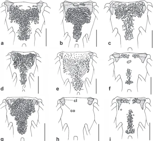 Fig. 2. Arrangement of abdominal plates and exposed area of pectoral girdle. a. Eurycheilichthys pantherinus, MCP 22373,  44.0 mm SL